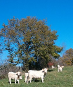 Charolais koeien